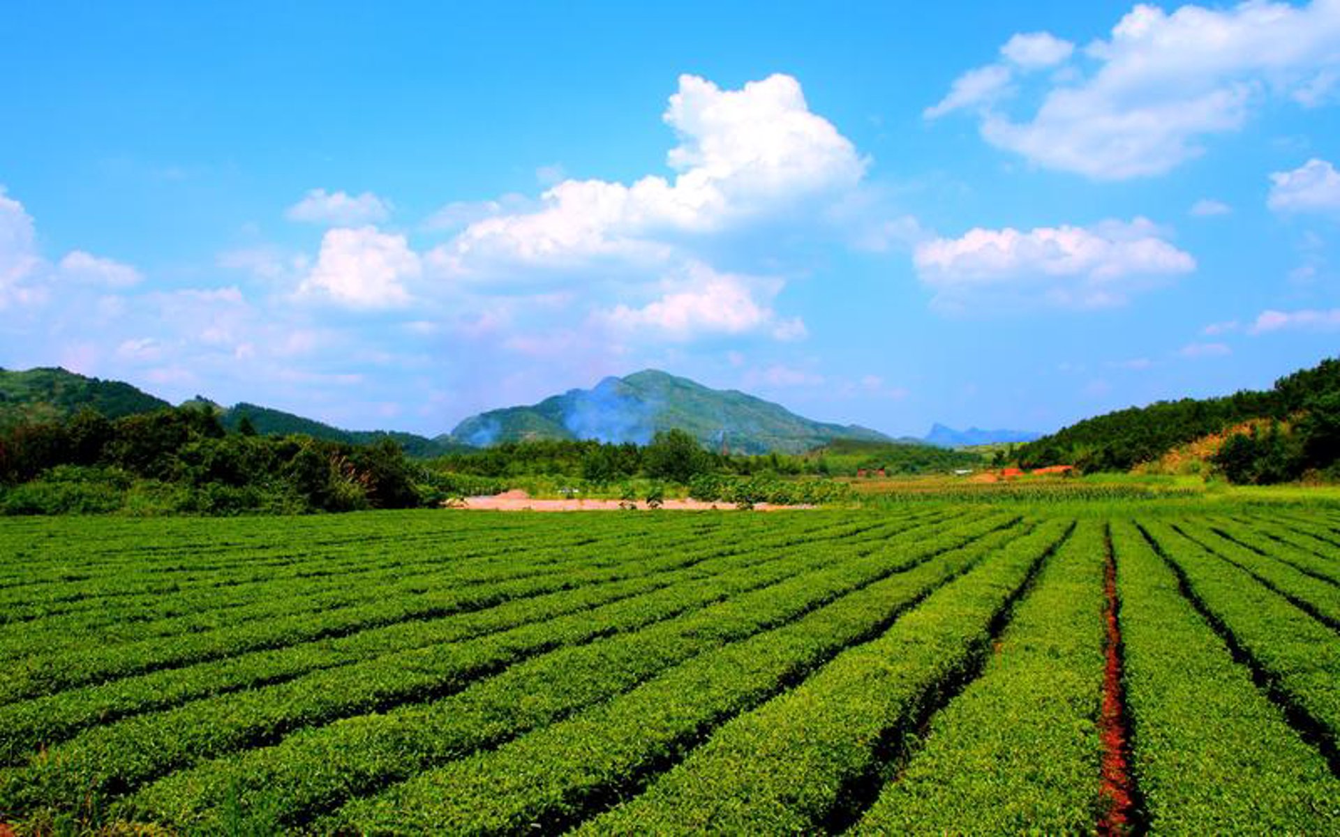 柑子茶业