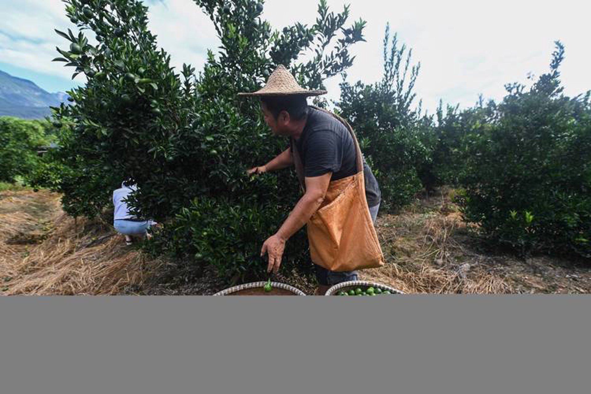 柑子茶业